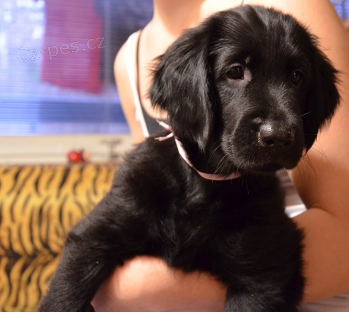 Flat Coated Retriever- �t���tka, fene�ky