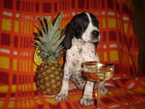 Auvergnesk� oha�