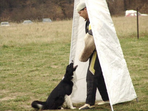 Chovn� pes ke kryt�