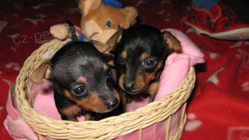 Pra�sk� krysa��k - 2 kluci