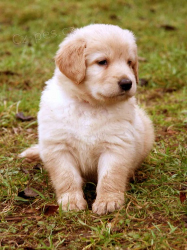 HOVAWART - �t���tka s PP - odb�r 1-2/2012