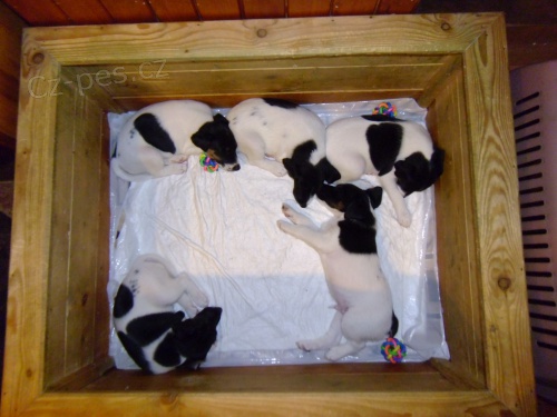 T��barevn� �t��ata foxteri�ra hladkosrst�ho