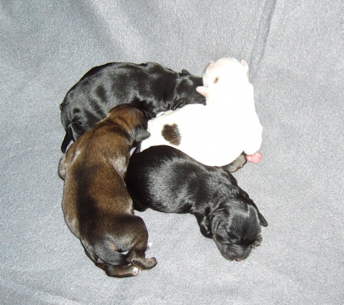 TIBETSK� TERI�R s PP