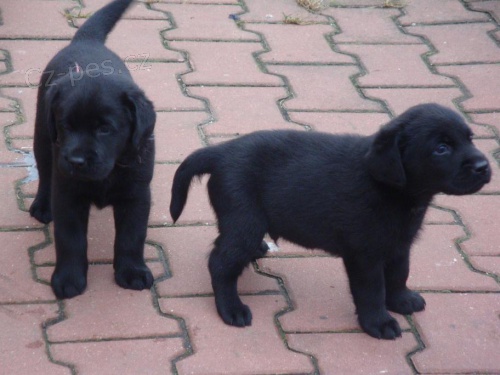 Prod�m Labrador Retriever �t��ata