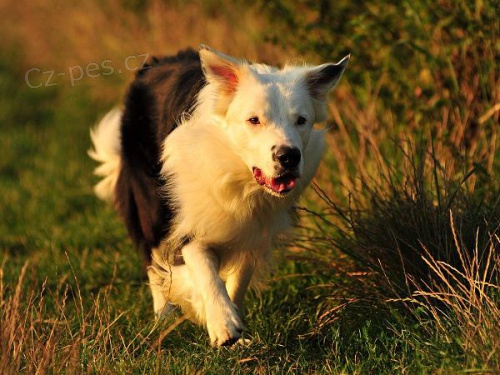 Nab�z�m ke kryt� chovn�ho psa border kolie