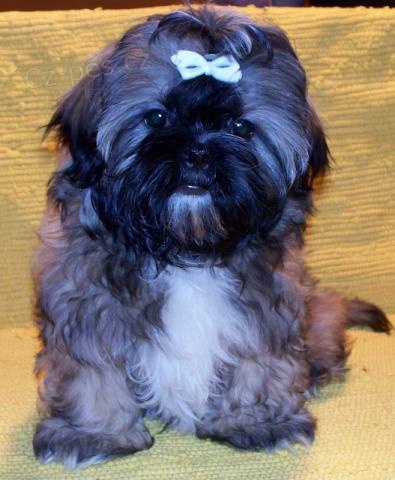 Shih-tzu pejsek-k odb�ru ihned!