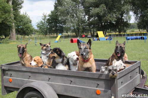 Letn� v�cvikov� t�bor agility, ale i poslu�nosti a stop