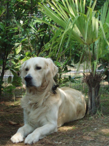 Pejsek ke kryt� Praha