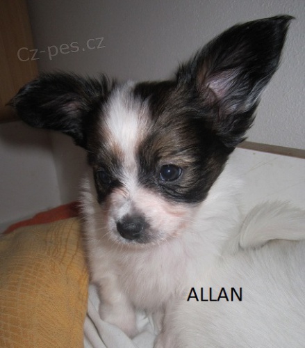 Prod�m papillona PP