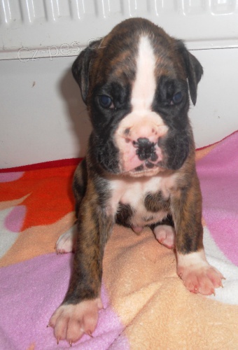 n�meck� boxer s pp