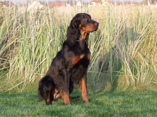 gordonsetr- �t���tka