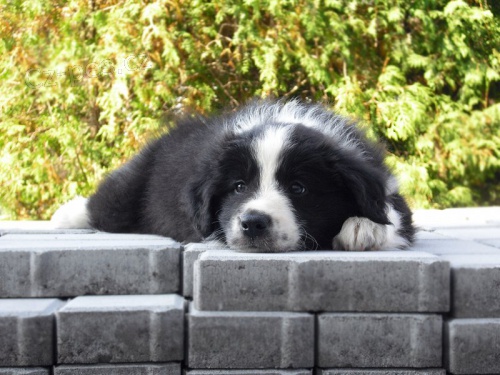 �t��ata border kolie