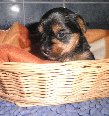 Jork��rsk� teri�r - �t���tka s PP