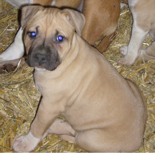 Americk� staford��rsk� teri�r