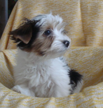 Raritka - b�l� jork��rek - biewer bez PP