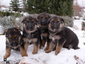 N�meck� ov��k - �t��ata s PP