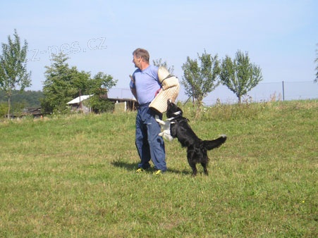 Chovn� pes ke kryt� - pouze chovn� feny