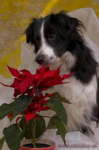 �t��ata border kolie