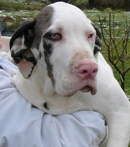 N�meck� doga bez PP