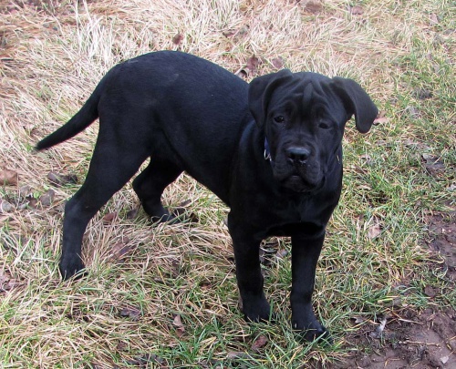 Cane corso - �t��ata s PP