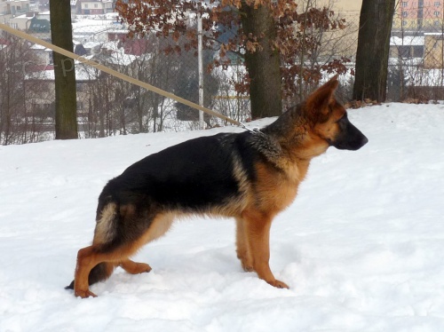 N�meck� ov��k �t�n�