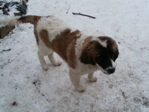 Moskev�k-�t��ata-prodej