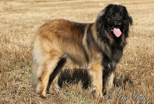 �t���tka leonberger� s PP