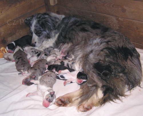 Border kolie - �t��ata s PP - odb�r b�ezen/duben