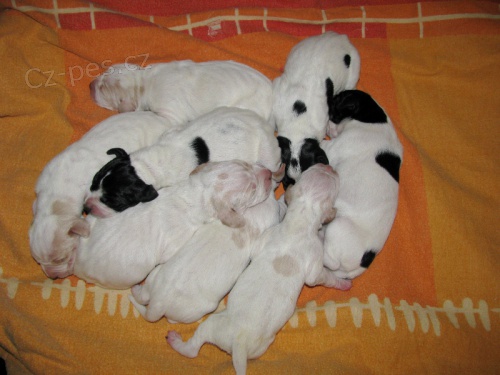 Prod�me �t���tka pointer�