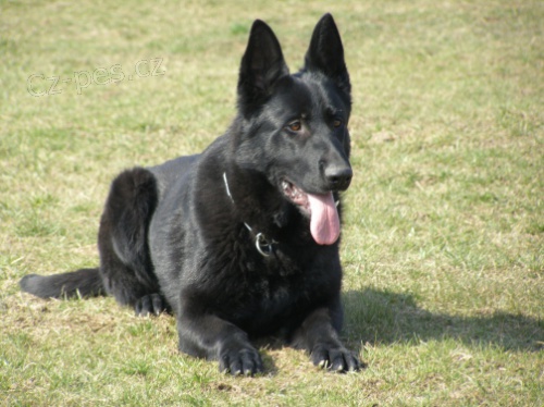 N�meck� ov��k