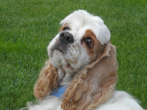 Americk� kokr�pan�l strak�� hled�me psa na kryt� fenky