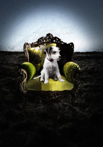 nechte si vyfotit sv�ho pejska