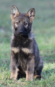 N�meck� ov��k - vlko�ed� a �ervn� se znaky �t���tka s PP.