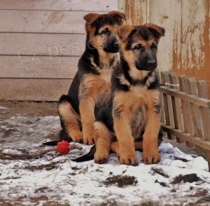 N�meck� ov��k s PP �t���tko