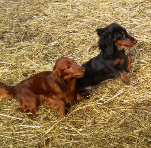 Jezev��k trpasli�� a kr�li��