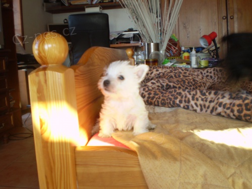 West�k,�pi�kov� �t��ata s PP,