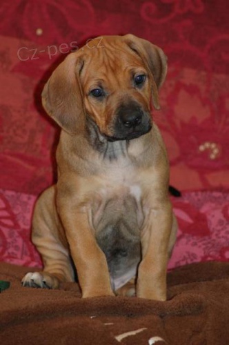 Voln� pejsek Rhod�sk�ho Ridgebacka s PP