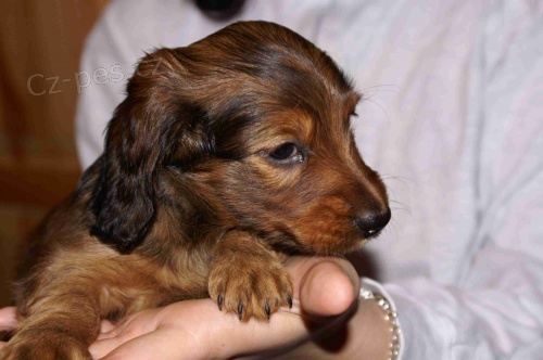 Po lovecky veden�ch rodi��ch