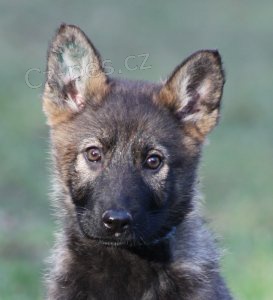 N�meck� ov��k - vlko�ed� a �ern� se znaky �t���tk