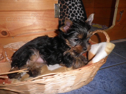 Jork��rsk� teri�r - �t���tka s PP