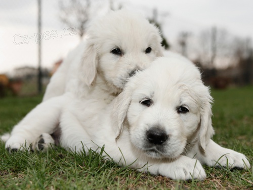 Zlat� retr�vr - �t���tka s PP