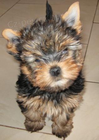 Prod�m �t���tko jork��rsk�ho teri�ra