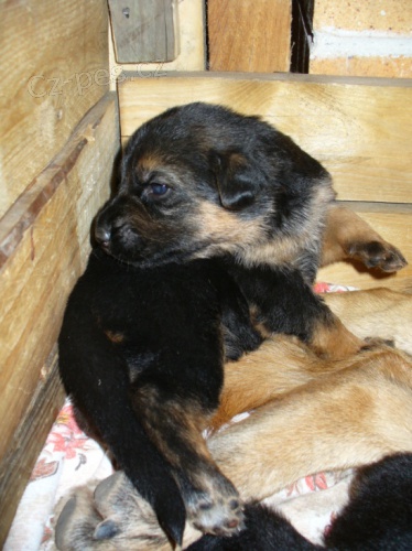 �t���tka NO s PP