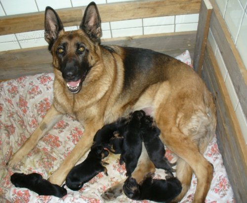 �t���tka NO s PP