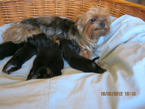 �t��ata-york��rsk� tei�r