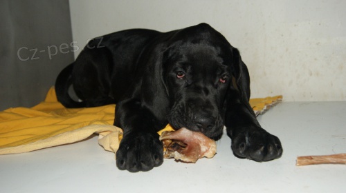 N�meck� doga s PP