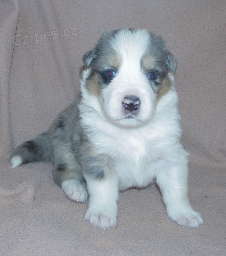 Border kolie - pejsci s PP