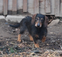 Daruji 2 jezev�ice