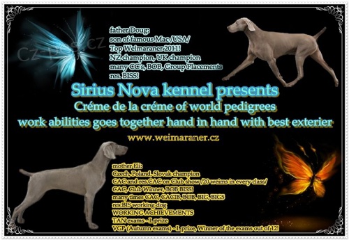 Kr�sn� pejsek V�marsk�ho oha�e s PP