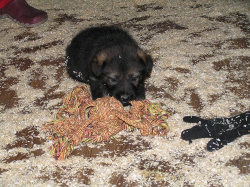 prod�m �t��ata n�meck�ho ov��ka